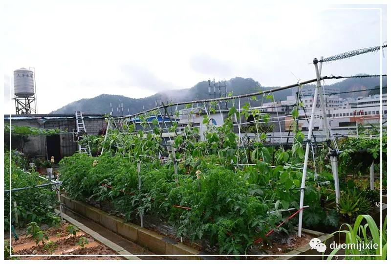聽說了嗎，多米居然開始搞副業(yè)了？